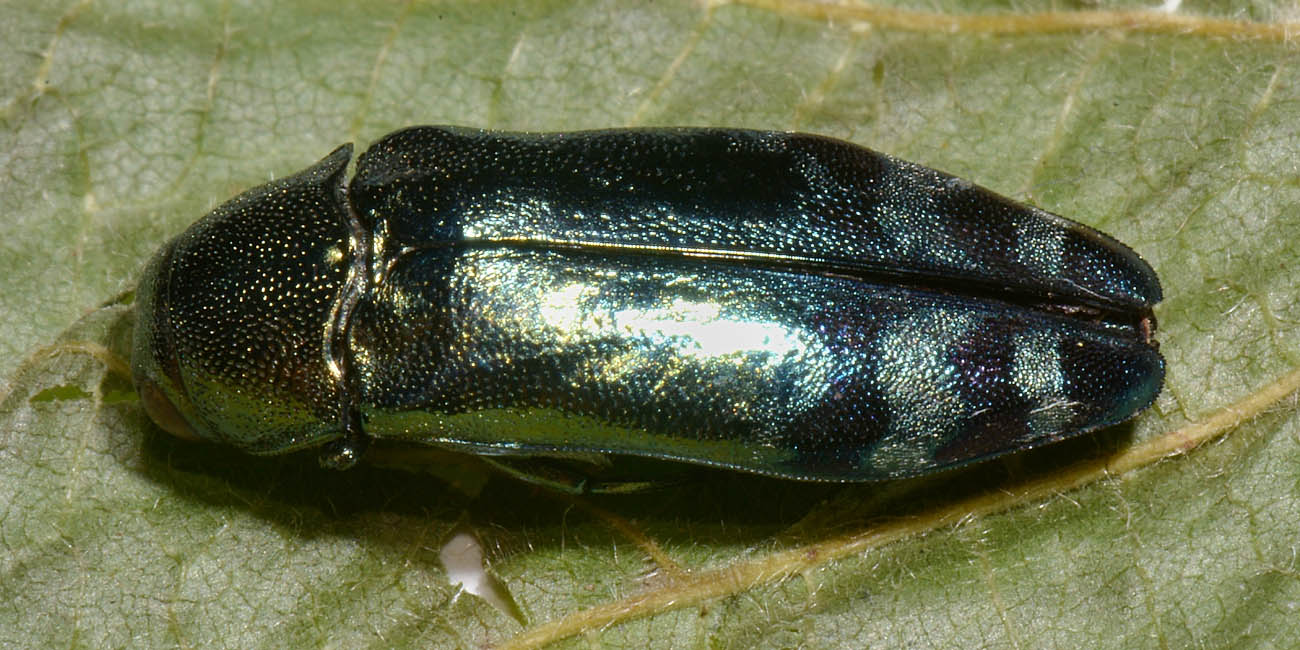 Buprestidae: Coraebus fasciatus